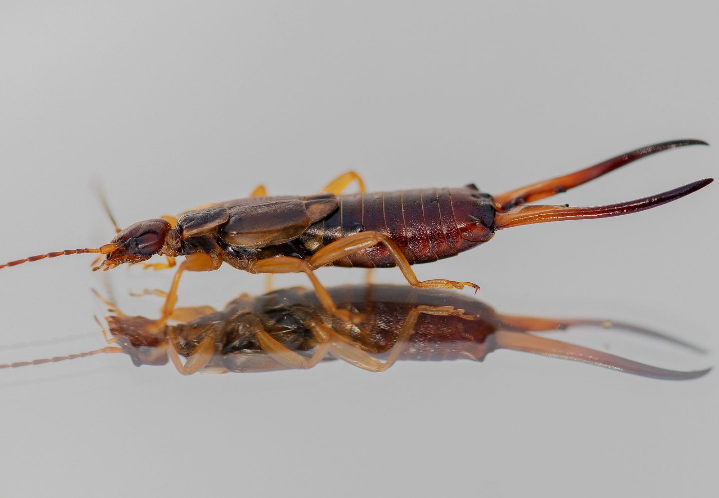 Forficula auricularia (Forficulidae) maschio